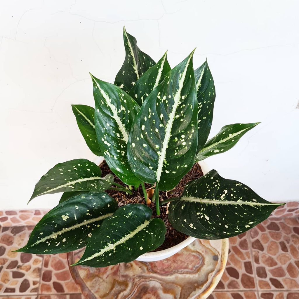 Aglonema srikit - tanaman hias aglonema srikit