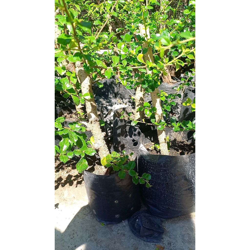 hokiantea bunga import bahan bonsai cangkok hokiantea bunga hokiantea bunga import cangkokan hokiant