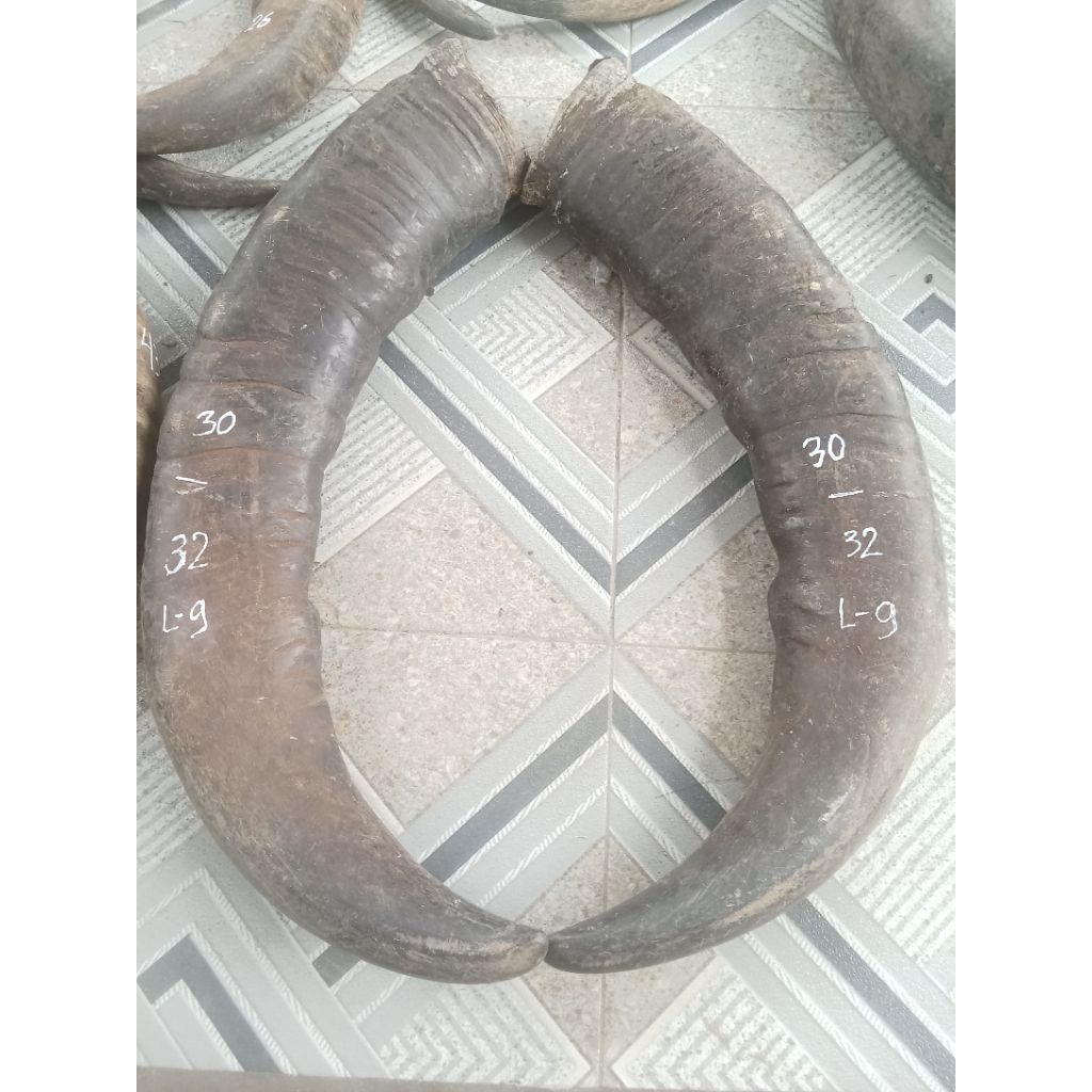 tanduk kerbau padat dan besar panjang 32