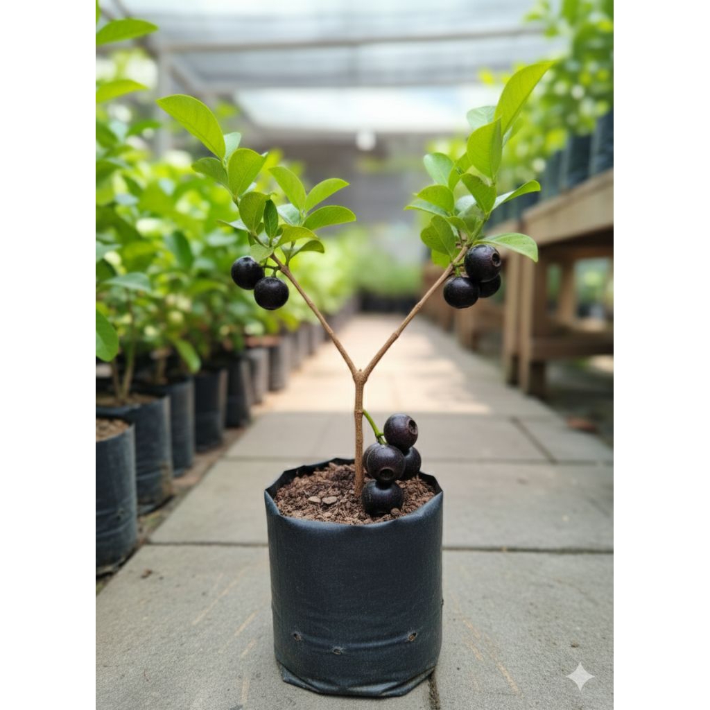 Tanaman Buah Kupa (Gowok) – Bibit Langka, Cepat Berbuah