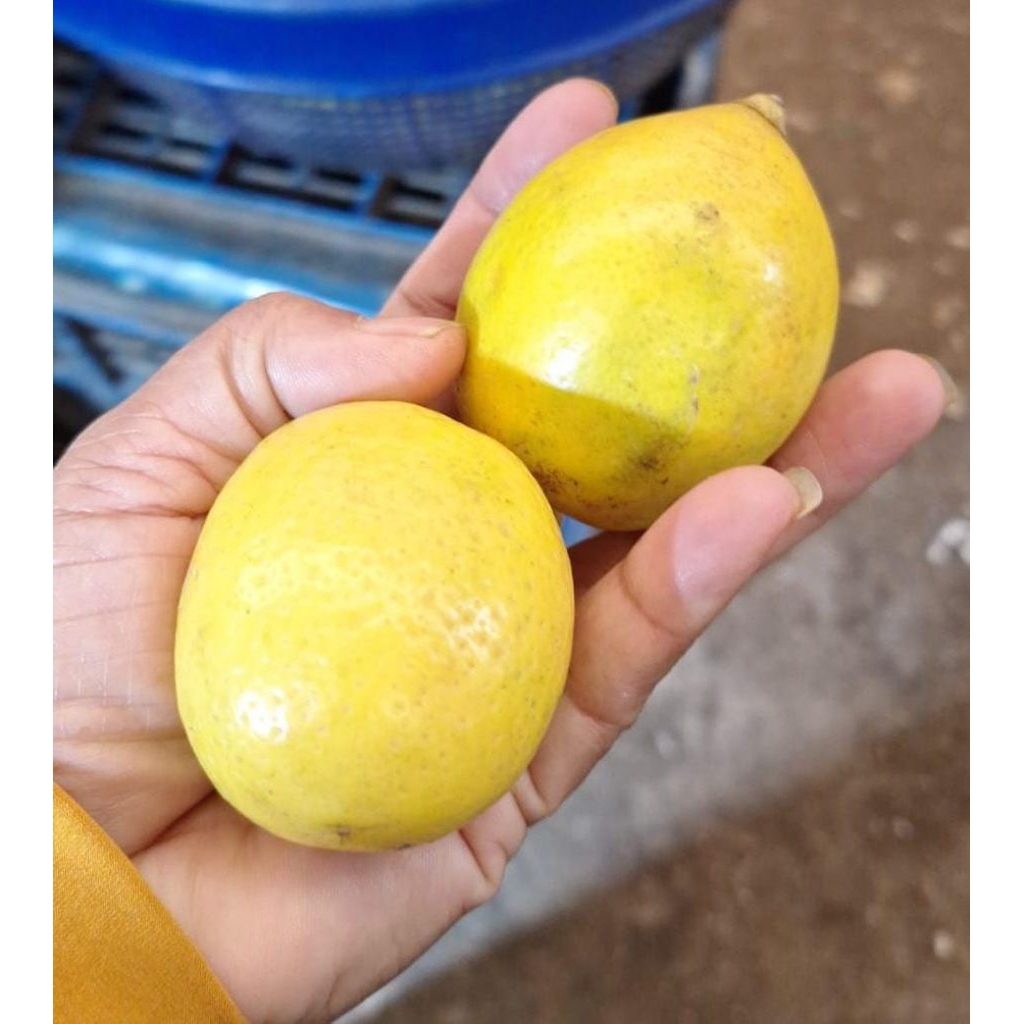 Lemon lokal Segar 1kg - Jeruk Lemon Fresh 1 kg