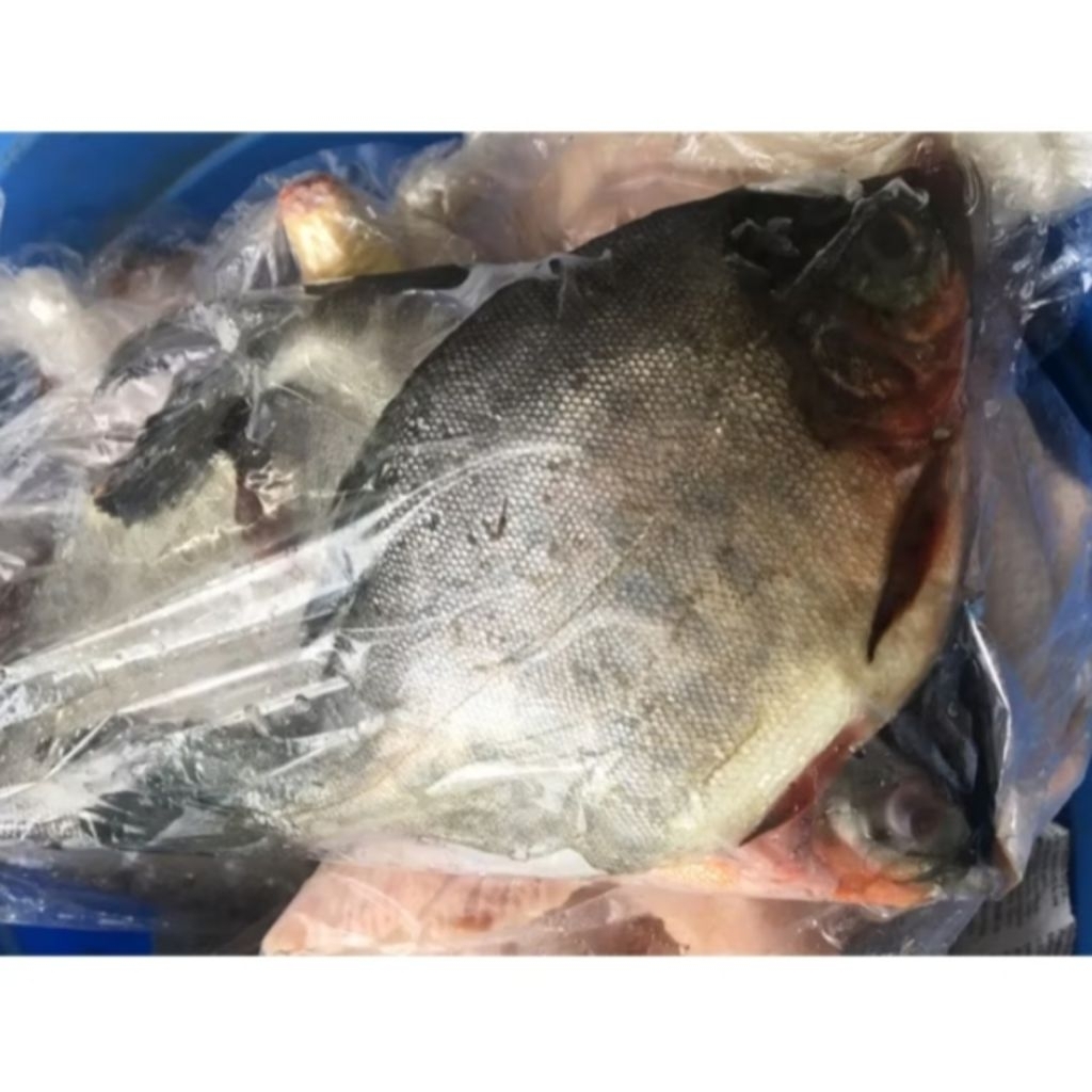ikan bawal segar fresh
