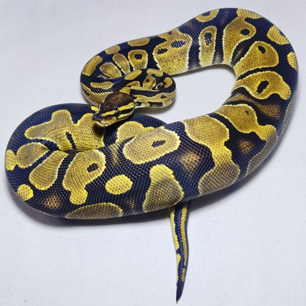 BALL PYTHON NORMAL HET PIED | FEMALE 1kg