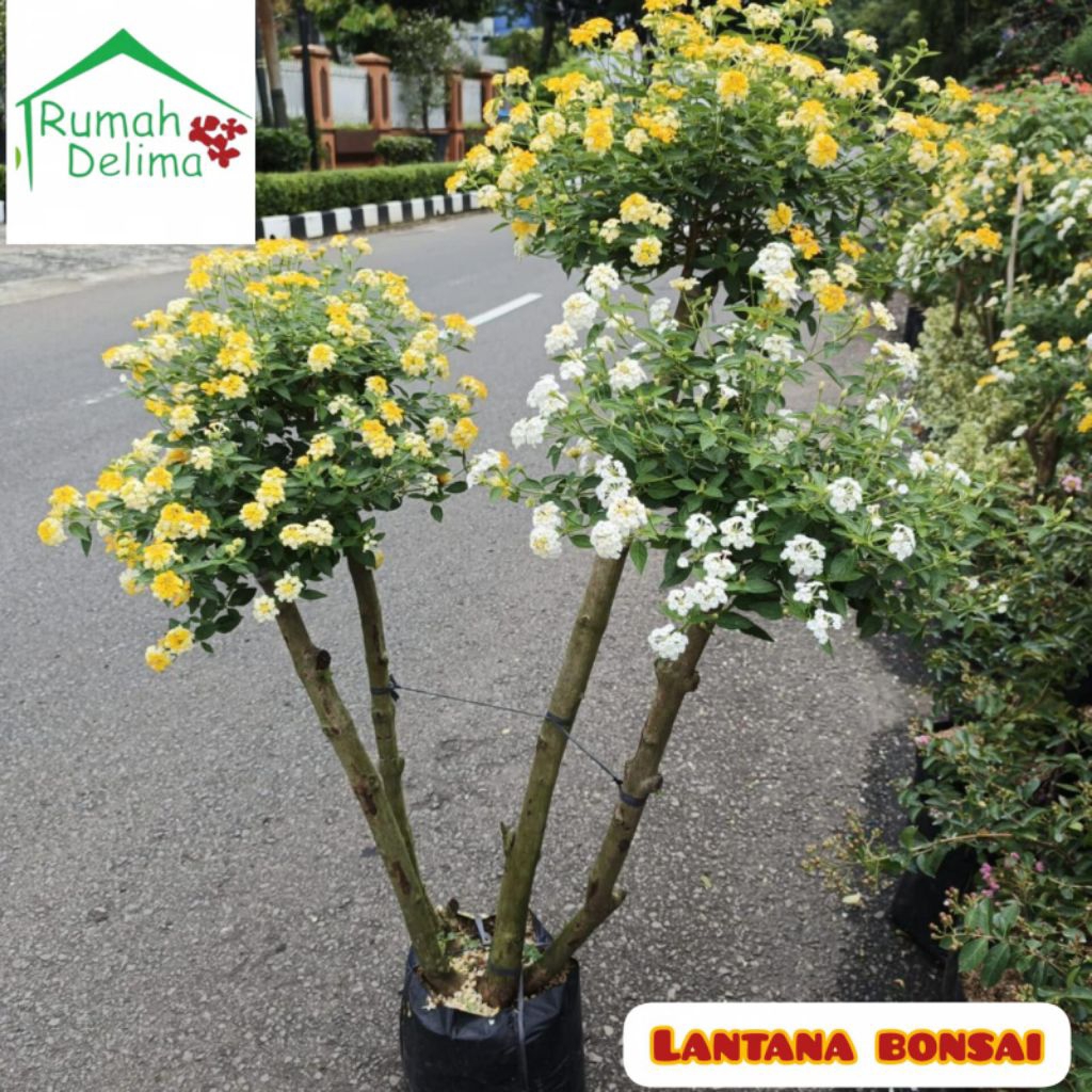 Tanaman Lantana Bonsai Bunga Warna warni