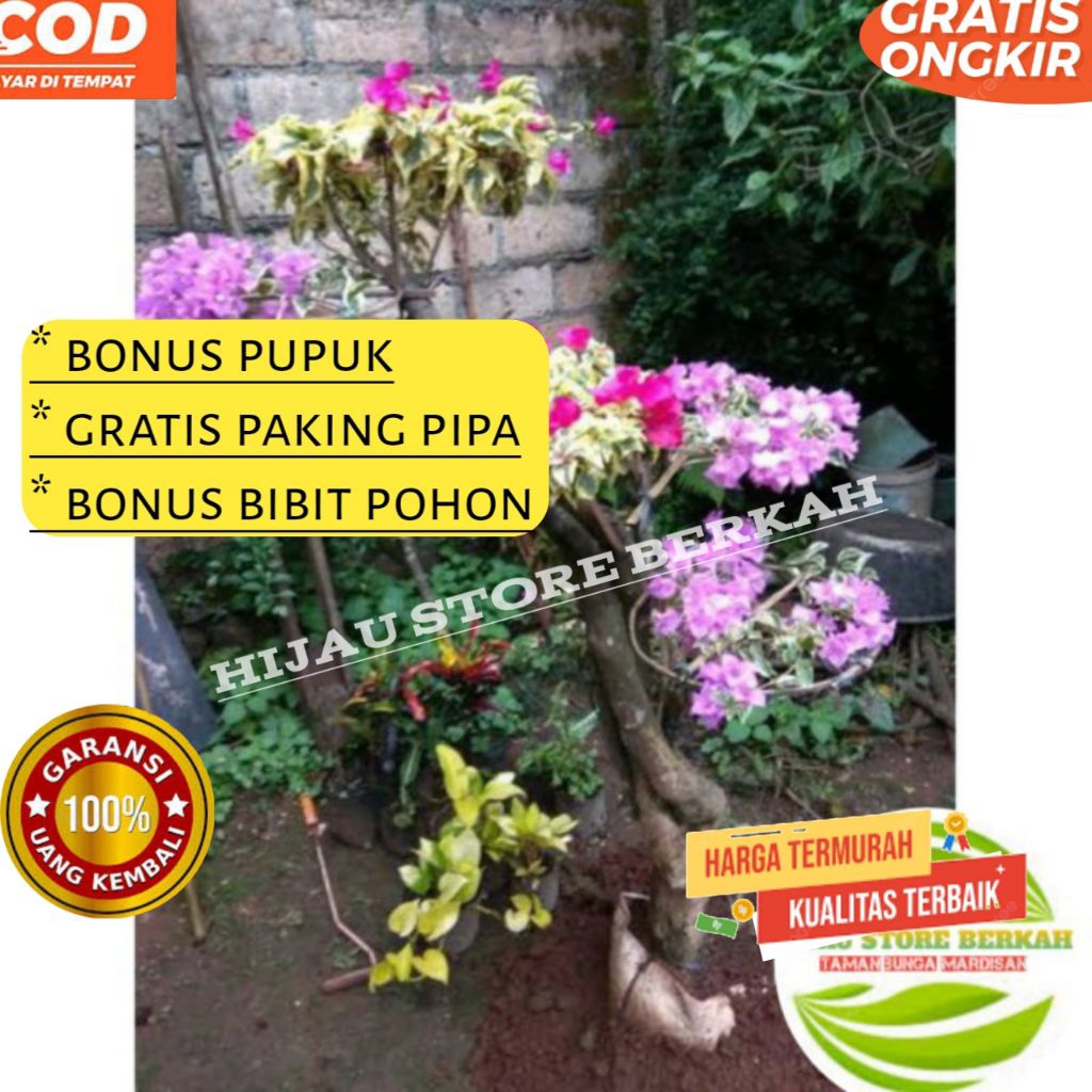 bunga kertas 3 warna / Bougenville tricolor