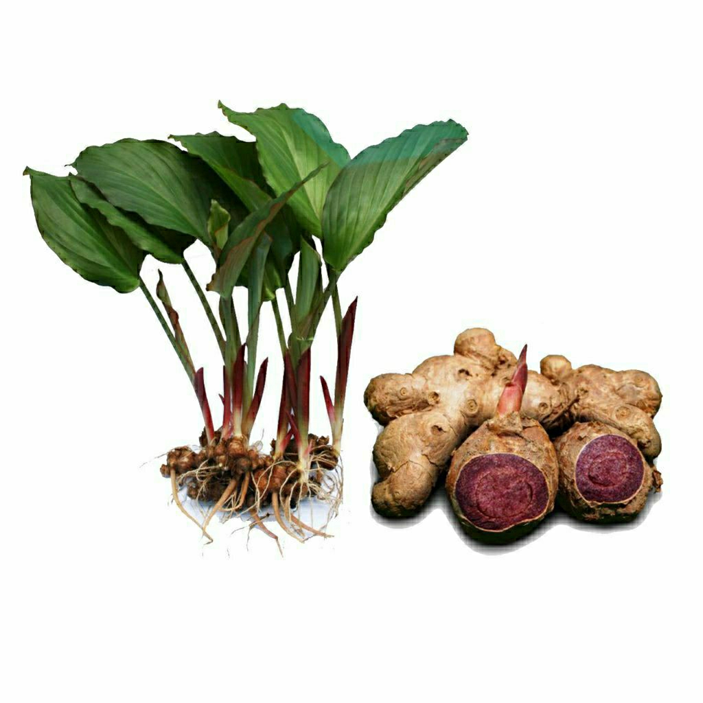 Bibit Kunyit Hitam Asli / Original Bibit Kunyit Hitam  2-3  Daun