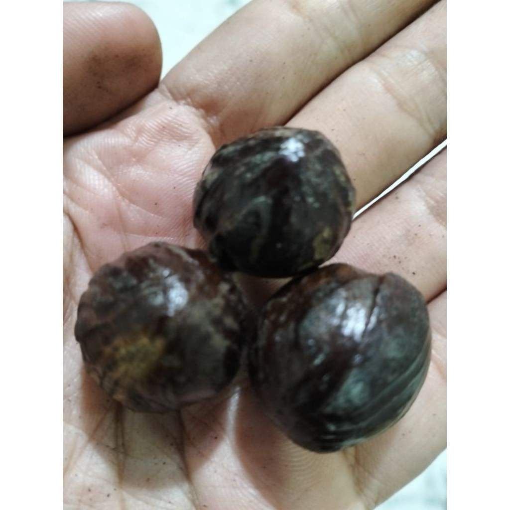 Biji pala utuh masih ada batoknya