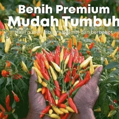 Benih Super Cabai Rawit Bibit Super Cabai Rawit Biji Super Cabai Rawit Benih Cabai Rawit Bibit Cabai