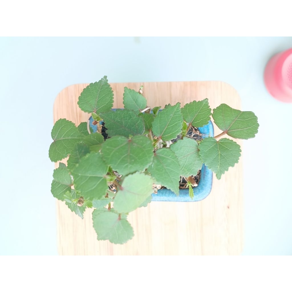 Bonsai mini waru india super mikro