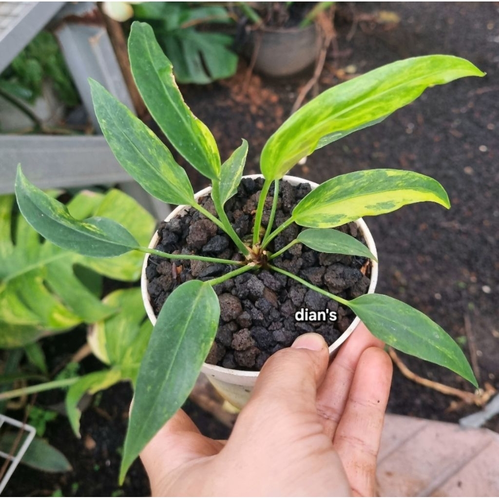 tanaman hias anthurium gelombang cinta variegata kuning