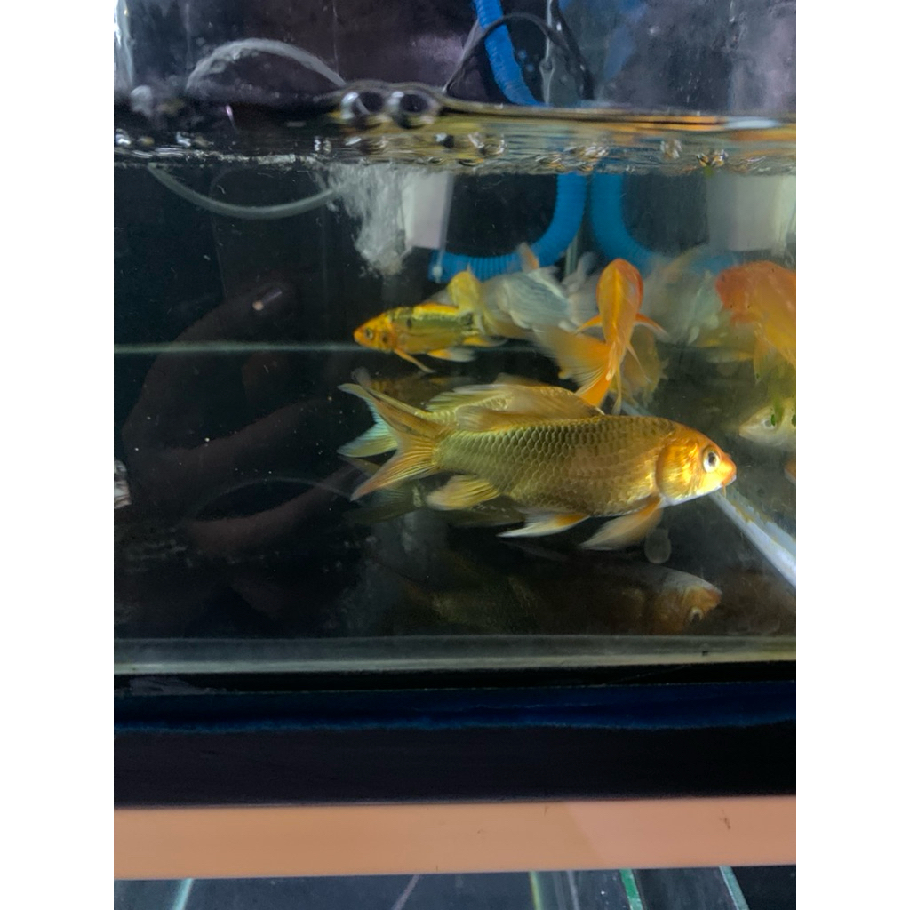 hisan aquarium dan aquascape koi slayer kobuto black and gold 7-10cm