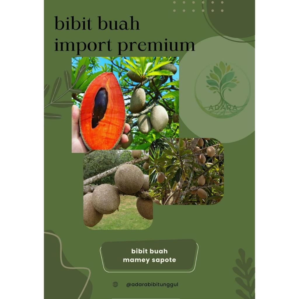 bibit mamey sapote magana