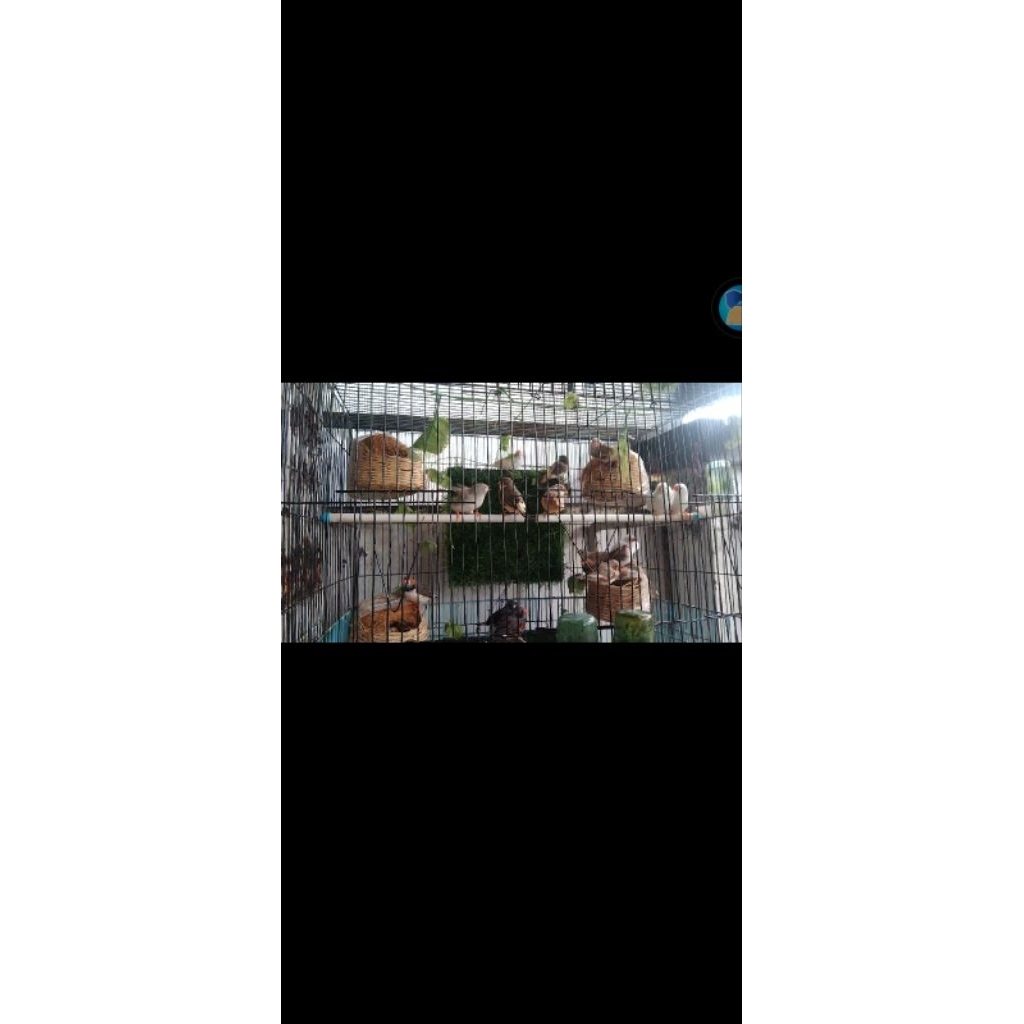 burung zebra Finch ausy produktif