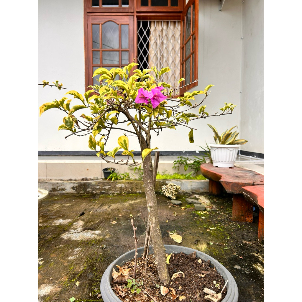 bonsai siap pajang