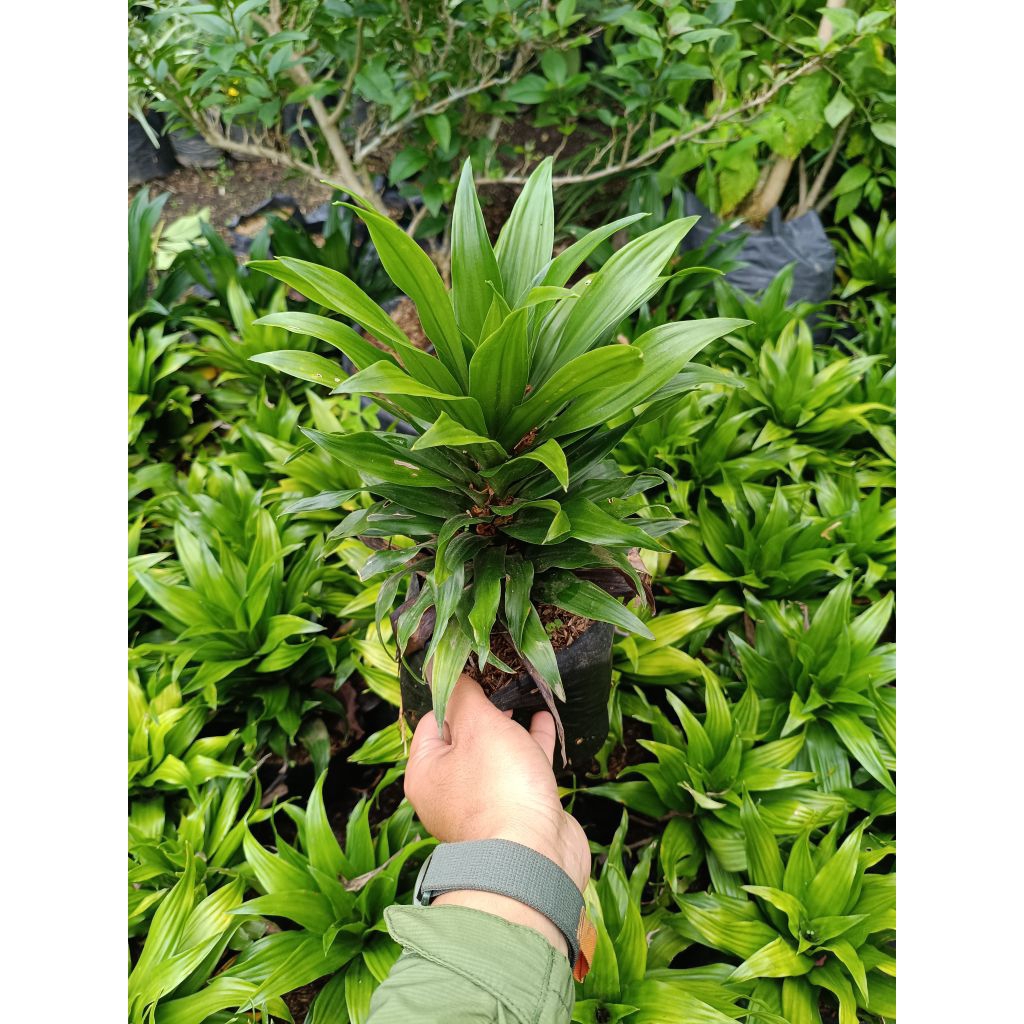 Dracaena Janet Craig Compacta Dracaena Compacta tanaman hias