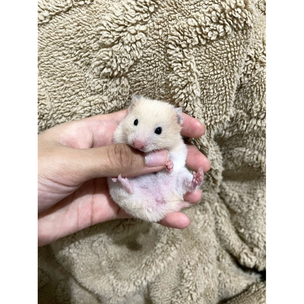 Hamster Syrian/Suriah umur 3 bulan