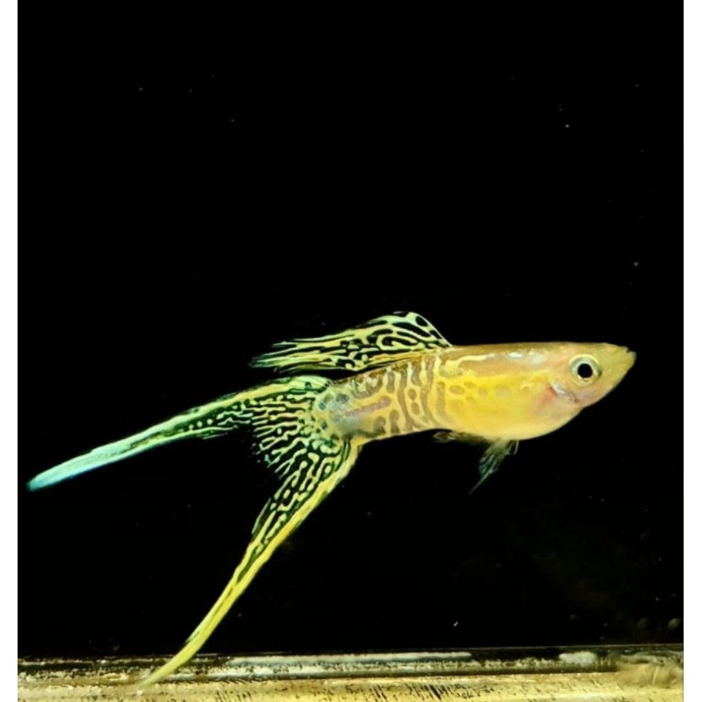 Guppy | Sepasang Blonde lace Double Tail