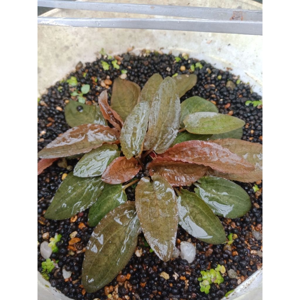 MP Cryptocoryne Flamingo Pink (Emersed)