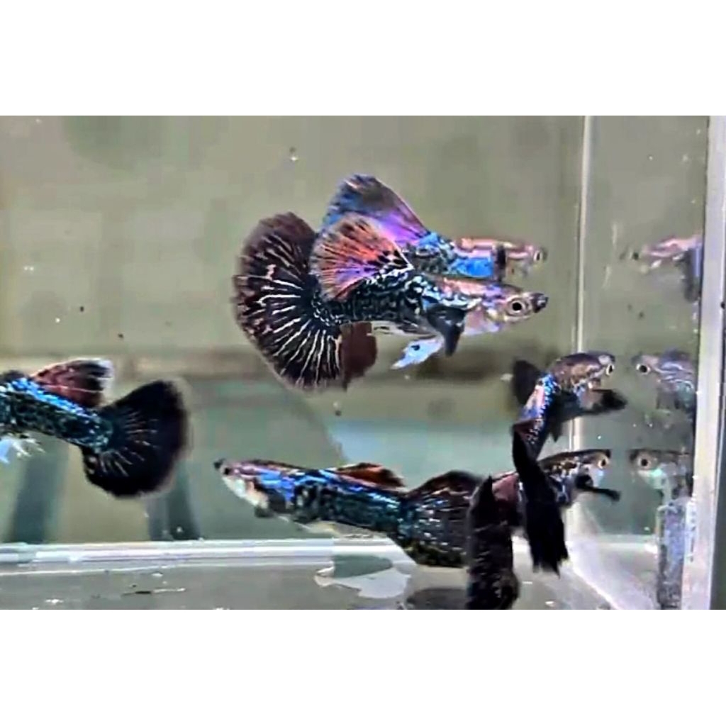 Sepasang Red Dragon/ Ikan Guppy Hias Aquarium
