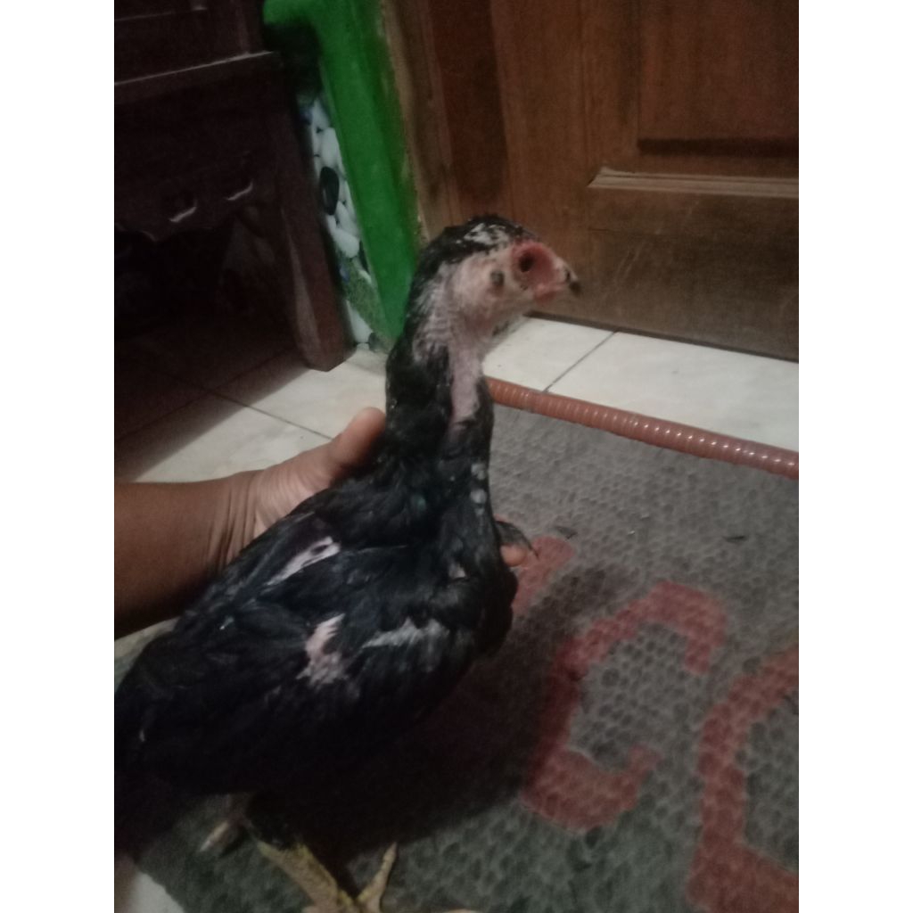 anak ayam pakhoy  drum band