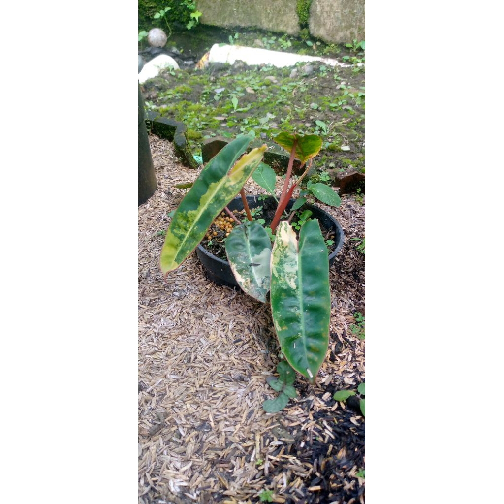 kabel busi varigata billitiae varigata