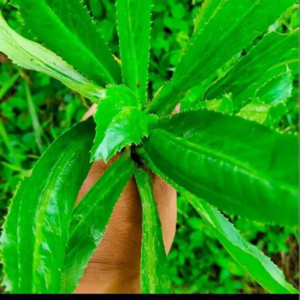 Walang Sangit China Bahan Esen Ikan 10pcs