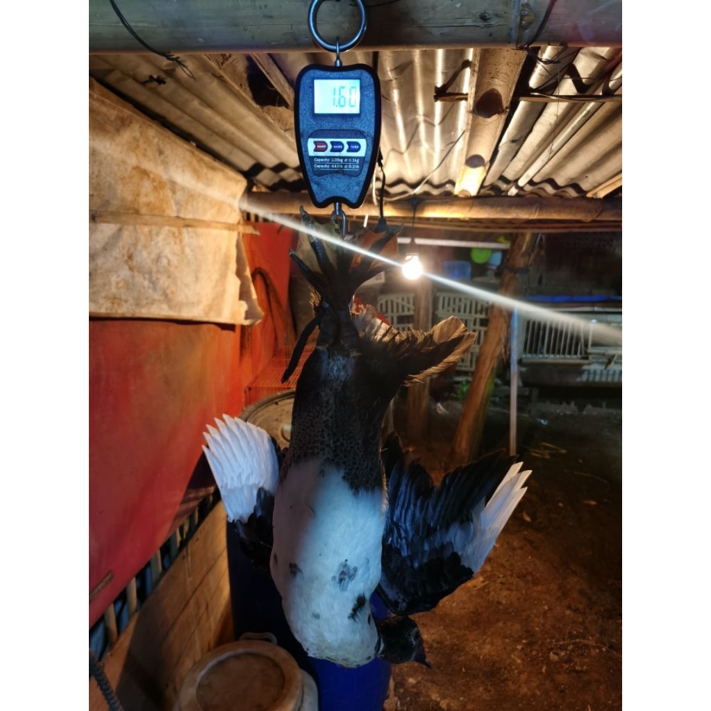 Entok/Mentok fresh. Pesan langsung potong