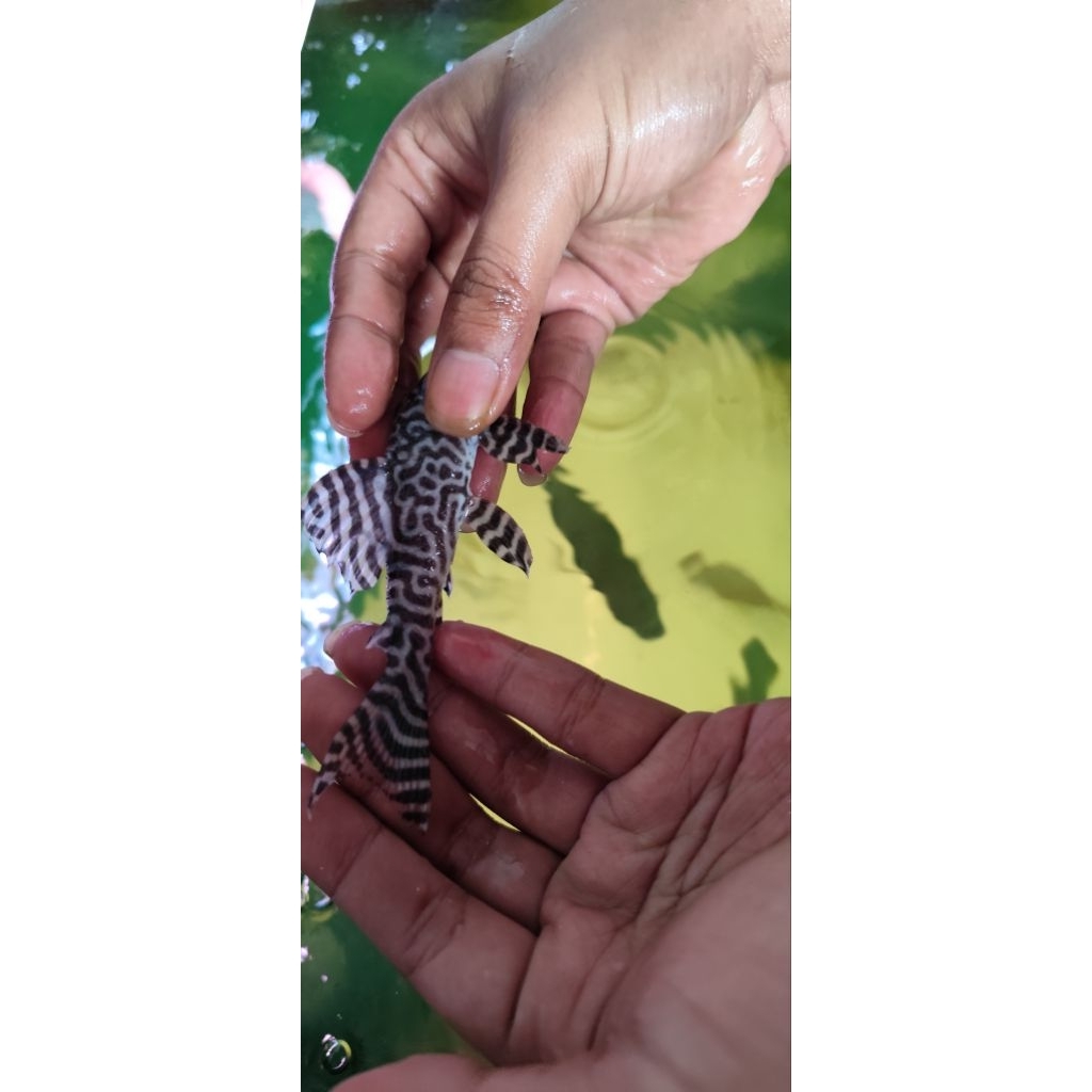 Ikan pleco L236 not zebra pleco