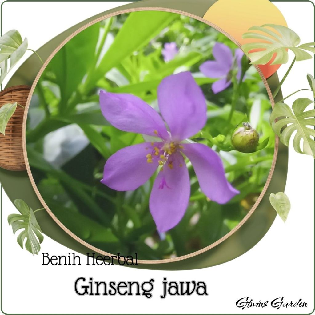 1000 Benih Herbal Ginseng / Kolesom Jawa