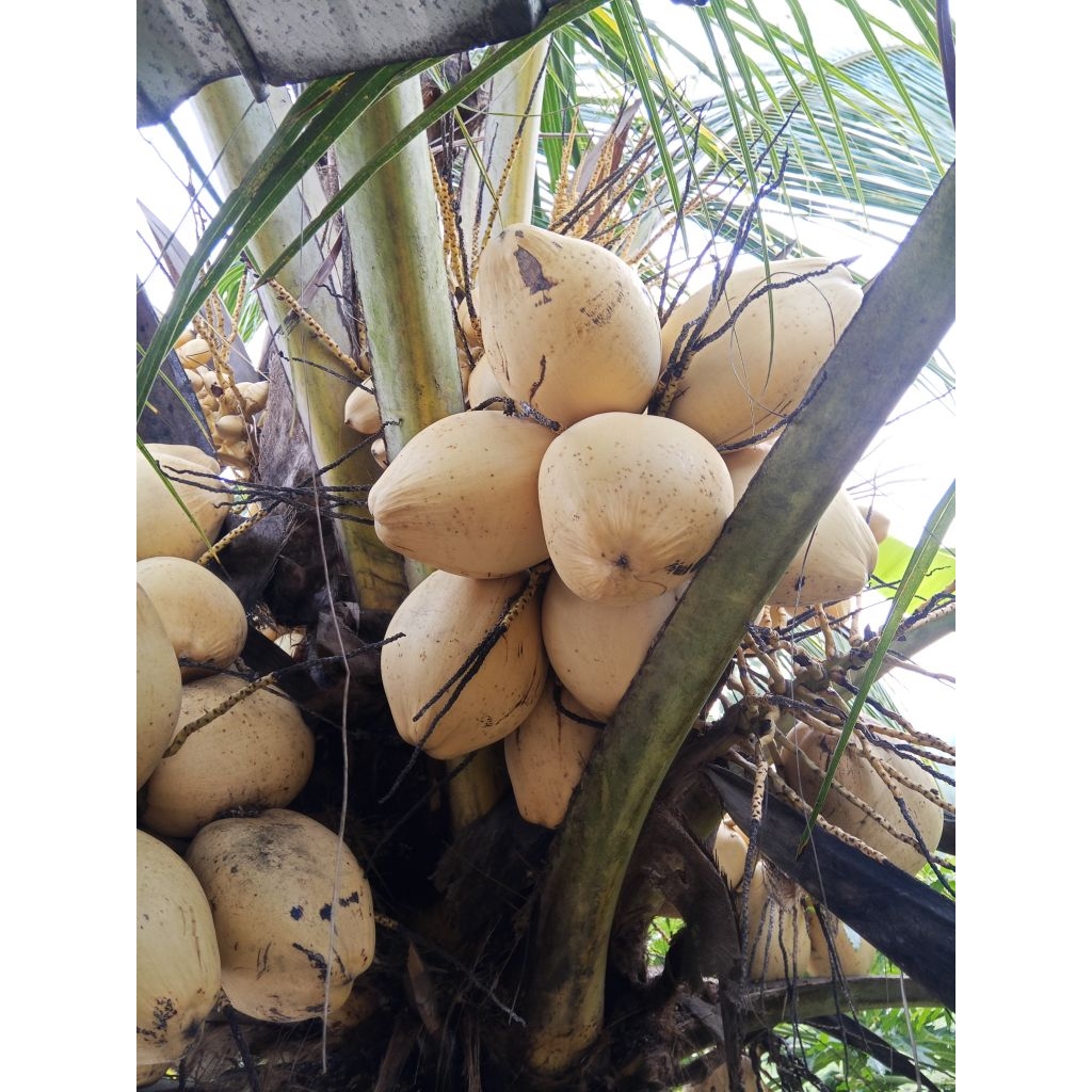 kelapa gading tua cocok untuk di buat bibit 1 buah