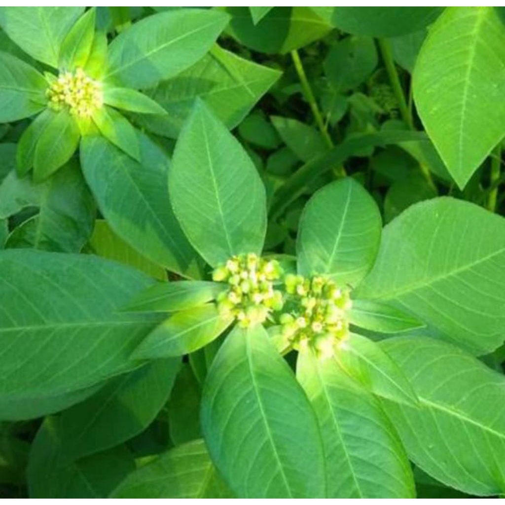 DAUN PATIK MAS / DAUN KATE MAS HERBAL MENURUNKAN TEKANAN DARAH