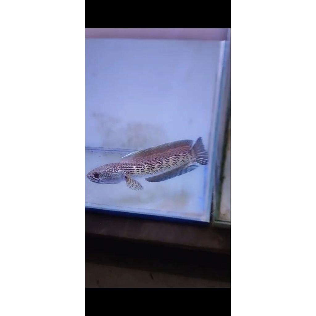 chana auranti 20-25cm