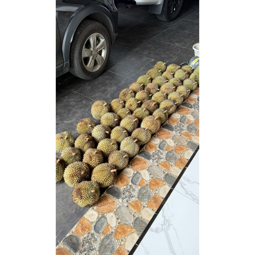 DURIAN UTUH SEMARANG