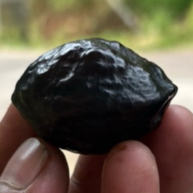 MUNCANG KEMIRI ADU PANJANGAN ORI BIG SIZE