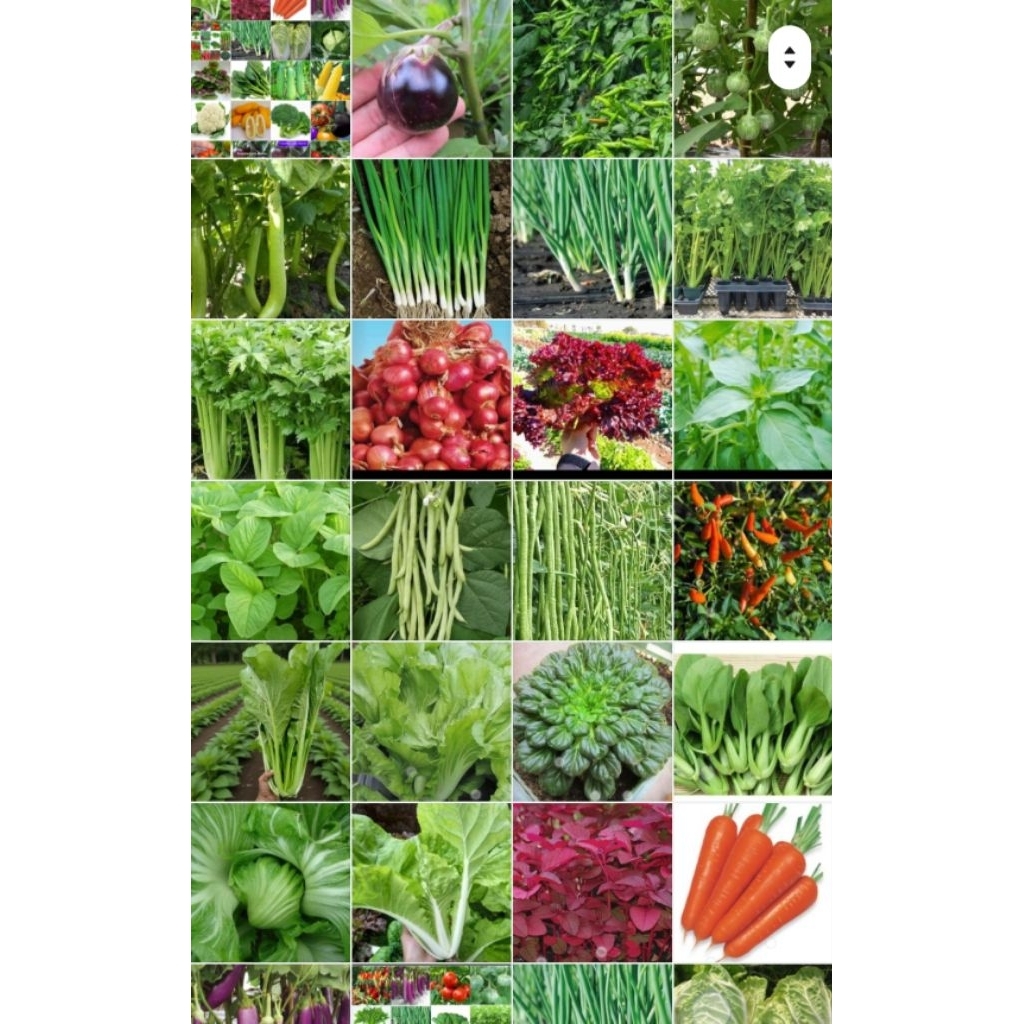 etalase 1 Toserba Laris Manis Benih Sayur-sayuran - Benih sayur Daun & Sayur Buah-buahan