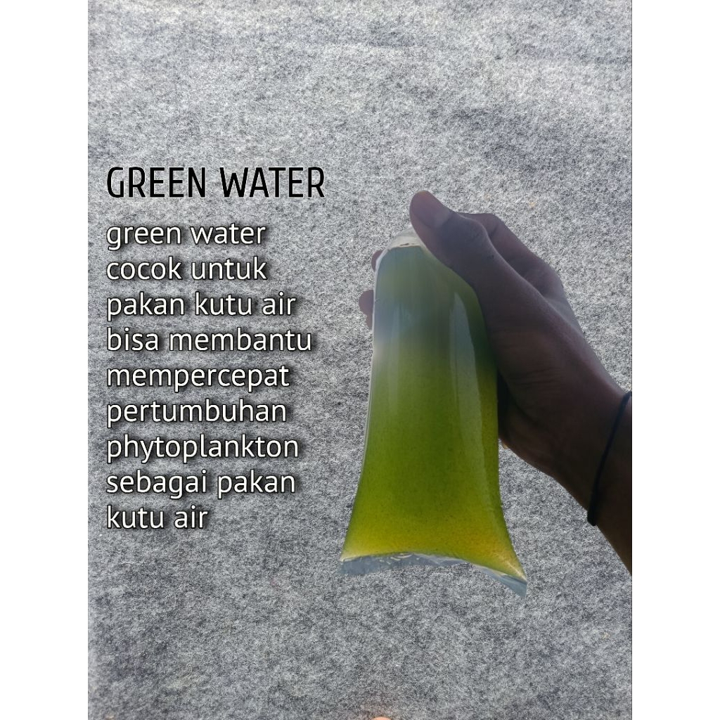 green water keloh lele cocok untuk media kultur kutu air