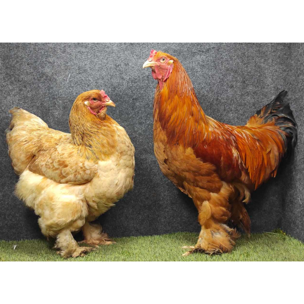 Ayam Brahma Asli Original Jumbo Indukan Ayam Kaki Berbulu Usia 7 Bulan Up