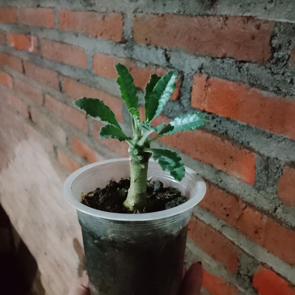 dorstenia lavrani seedling