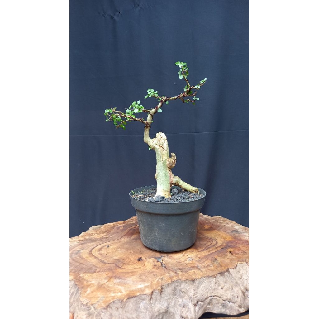 BONSAI POHON SERUT/STREBLUS ASPER/BUNJIN