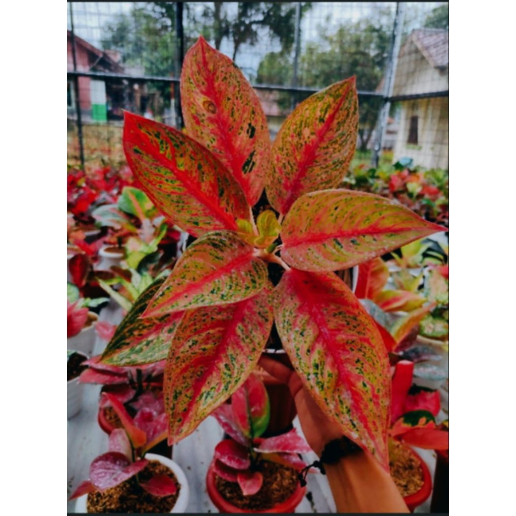 Tanaman Aglonema Hengheng Ukuran Dewasa - Tanaman Hias Indoor Aglonema Hengheng Berkualitas.