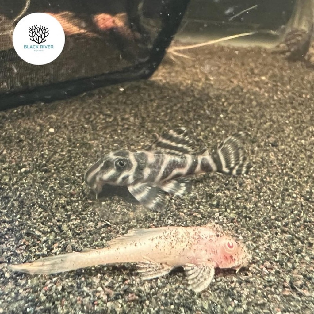 Pleco L129 Colombian Zebra / Hypancistrus Debilittera