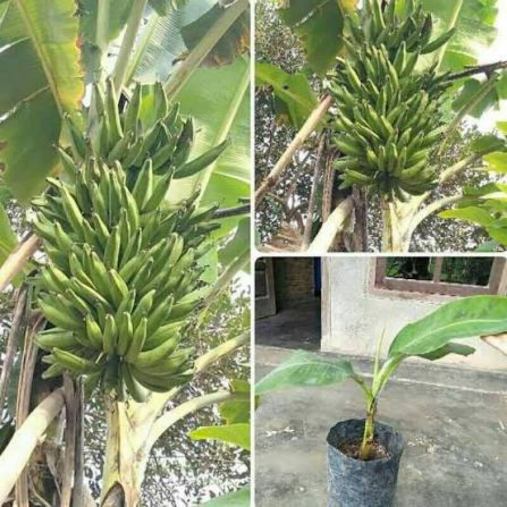 Bibit Pisang Raja Lawe Bibit Unggul Berkualitas