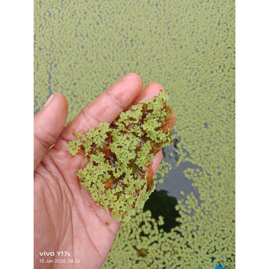 Azolla  - Tinggi Protein, pakan ikan, ayam, bebek dll