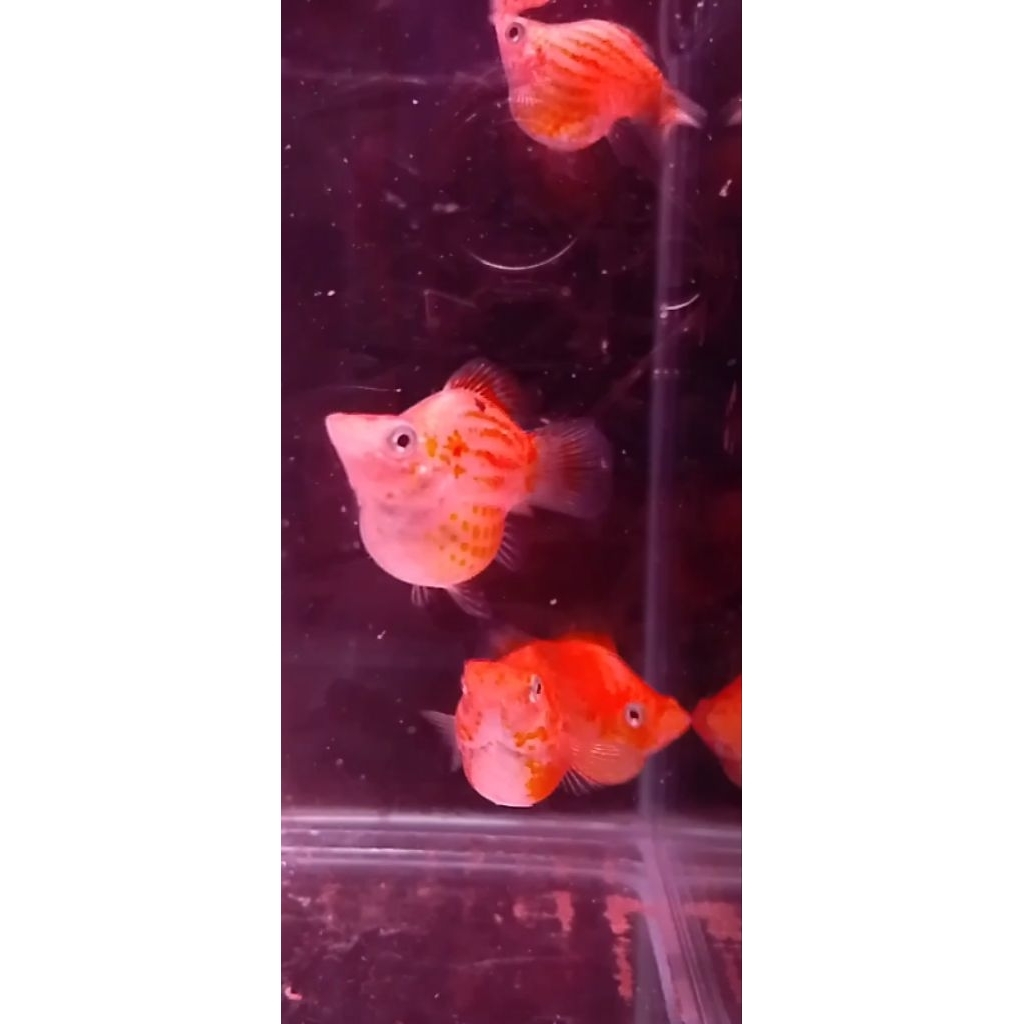 indukan super MOLLY BALON SUNKIST