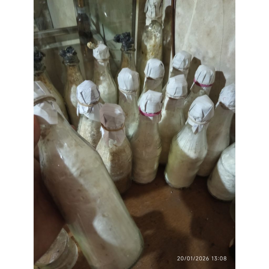 Bibit jamur coklat f2