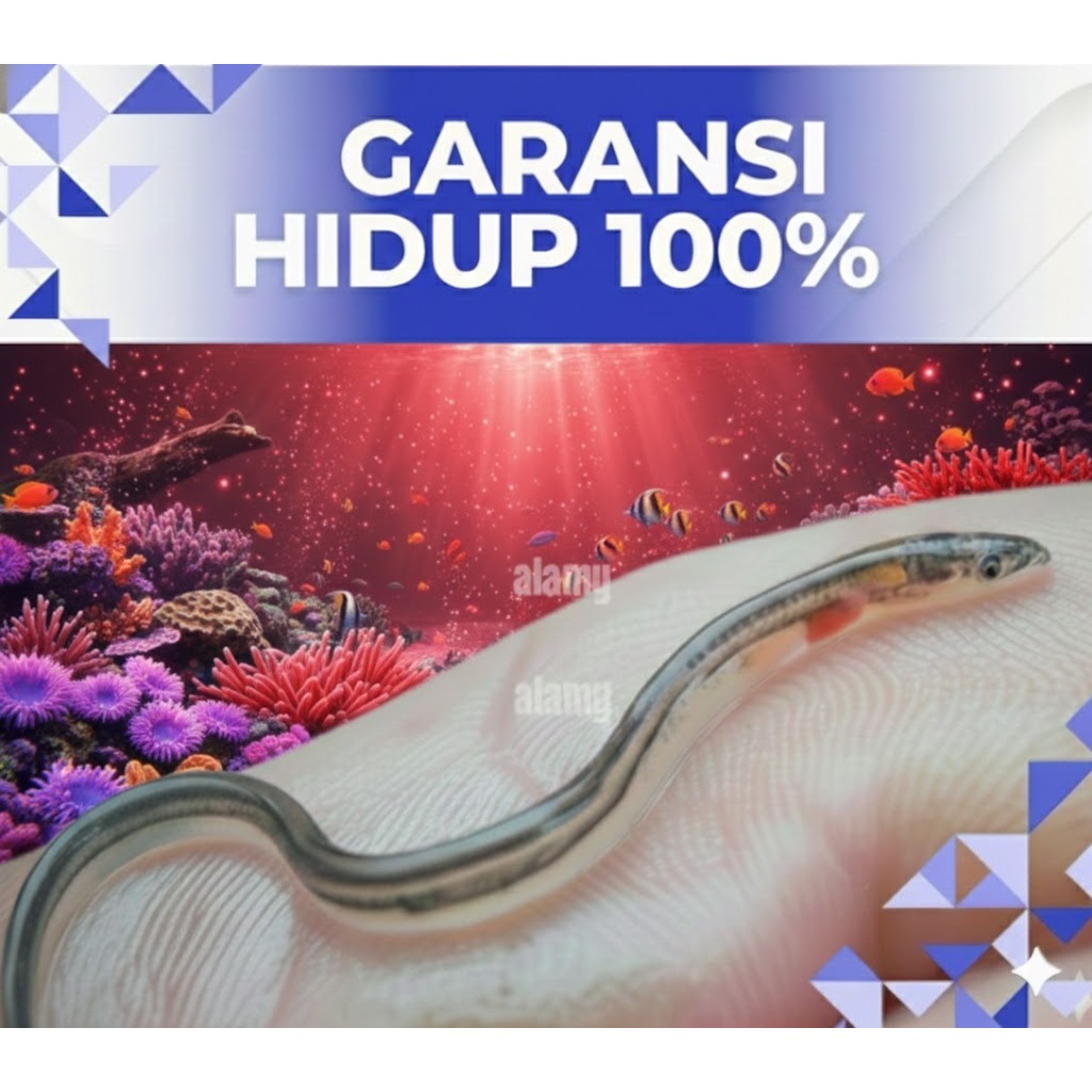 BENIH IKAN SIDAT HIDUP FRESH - Bibit Sidat Hidup Kualitas Premium Grade A