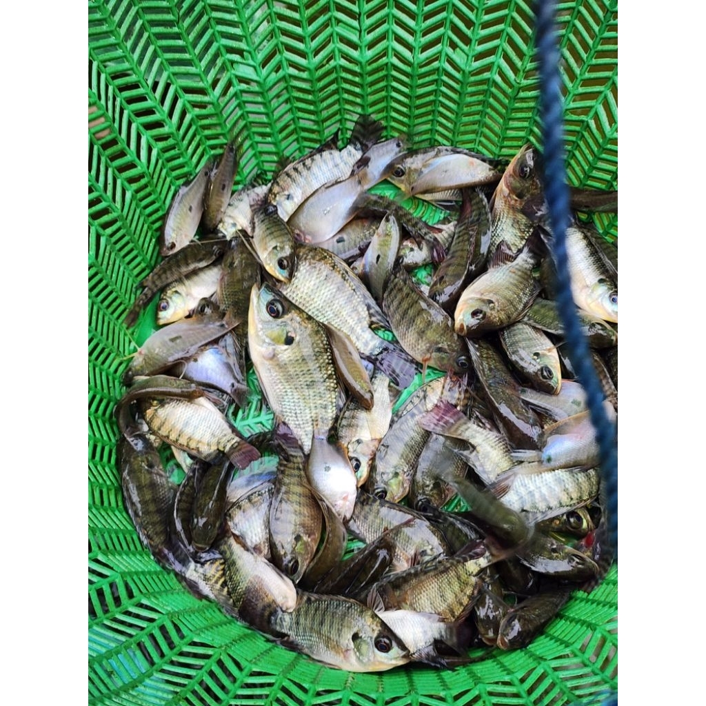 NILA MUJAER BIBIT SUPER IKAN MUJAIR READY BANYAK