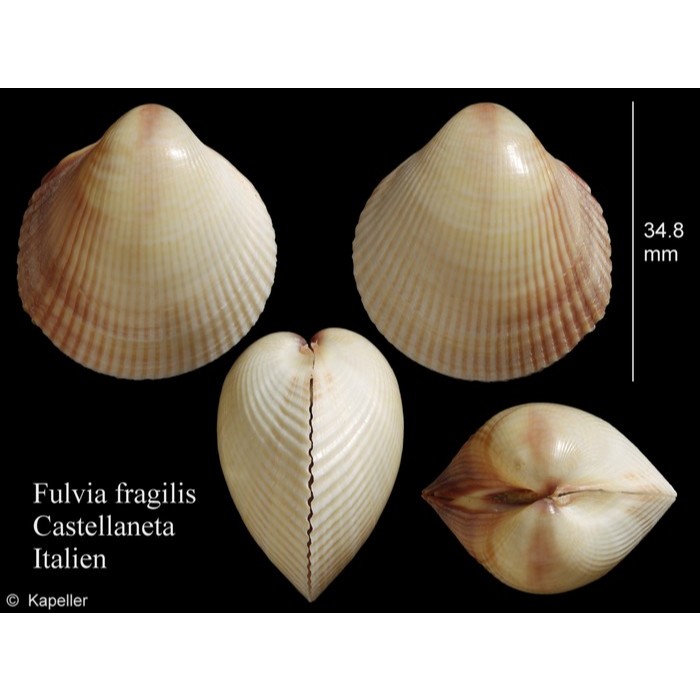 KERANG  KG -737/BAHAN KERAJINAN