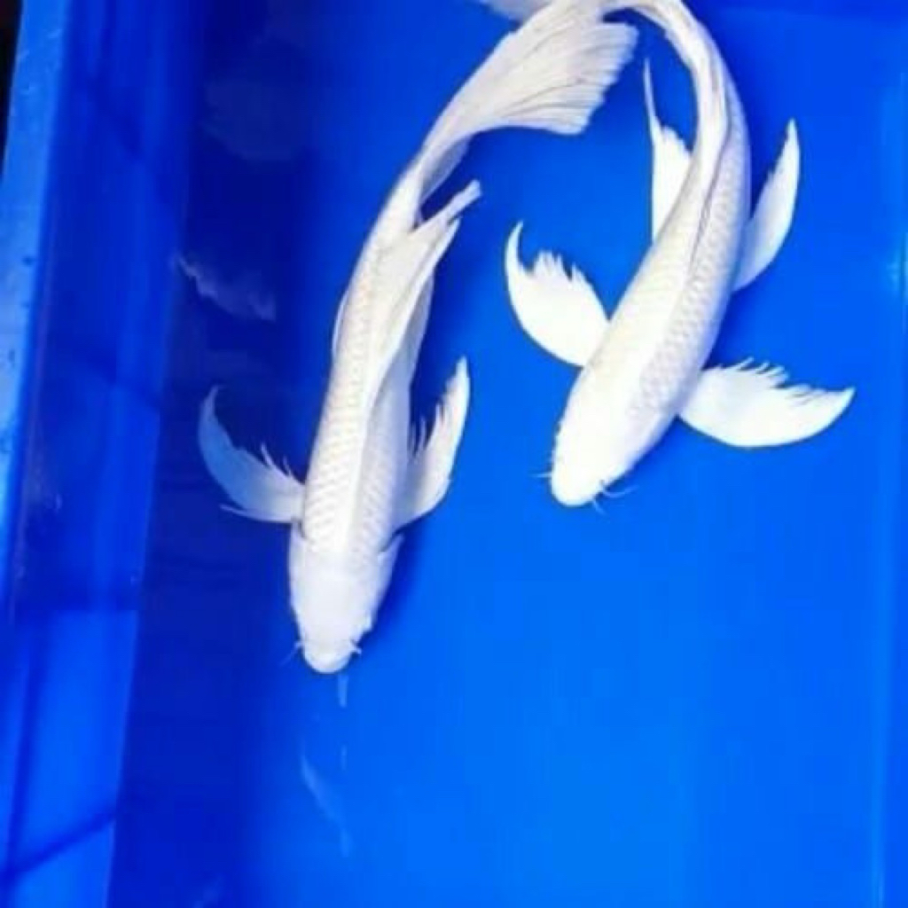 Paket Hemat Isi 2 Koi Platinum Slayer 10-12cm Putih Bersih Sehat Aktif