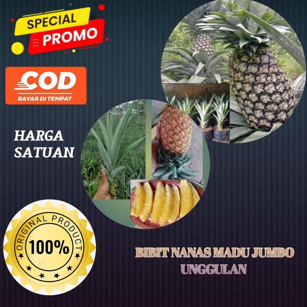 COD Bibit nanas madu SUPER jumbo / Nanas bogor siap tanam POLYBAG